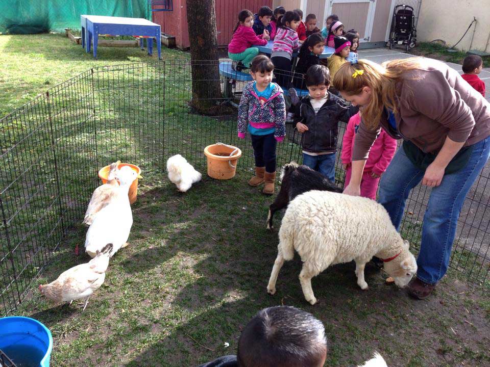 Petting Zoos thumbnail 2
