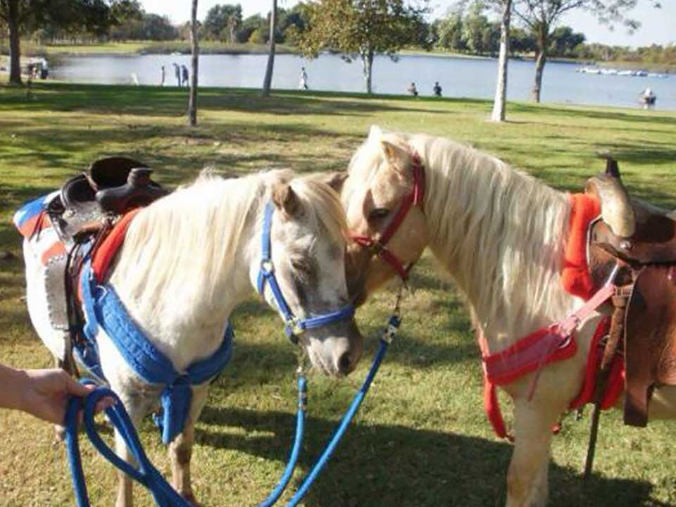 Pony Ride Package